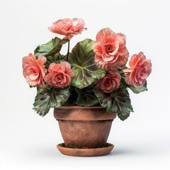 Obraz premium Rex Begonia (Begonia rex) with pot