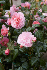 Rosa Strawberry Hill Ausrimini, english rose with pink flowers