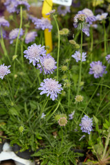Scabiosa Columbaria Nana plant with blue flowers