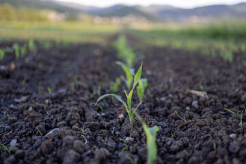 Seedling plants against a backdrop of mountains and sky