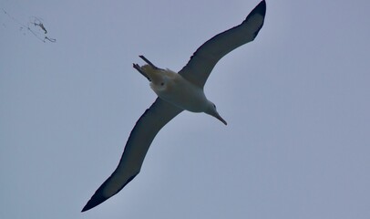 An albatross pooping in the sky