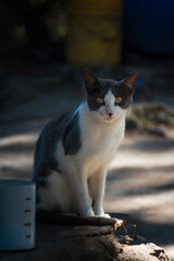 Black and white Gato on wooden ledge with metal bowl