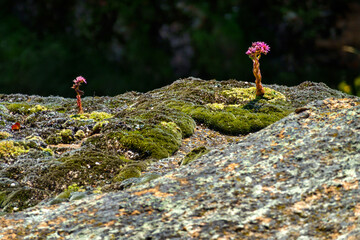 Mountain houseleek (Sempervirens montanum) alpine flower on the rock
