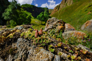 Sempervivum montanum alpine rosettes succulent in rock garden