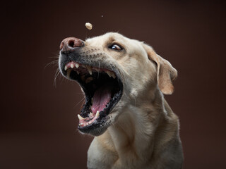 Anticipation fills the air as a Labrador Retriever dog eagerly eyes a treat mid-air, exemplifying...