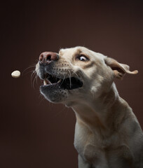 Anticipation fills the air as a Labrador Retriever dog eagerly eyes a treat mid-air, exemplifying canine reflexes in a studio shot