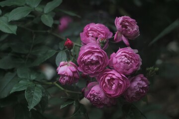 blooming flower, bud, flower cluster, garden, pink,purple, Spring, summer, Background, screen