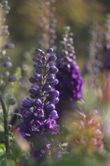 Lupinus blooming flower bud, garden, wild, blue Purple, Spring summer, light, positive,energetic,