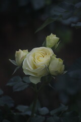 blooming, bouquet of flower, white, creamy rose, beautiful and romantic