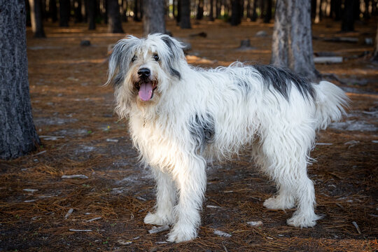 Closeup of a happy Sapsali dog in a forest