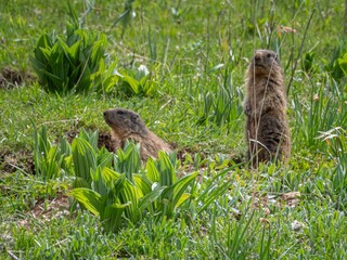 Closeup of a marmot in the Vercors in spring