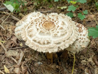 Close-up of wild mushrooms growing in a forest
