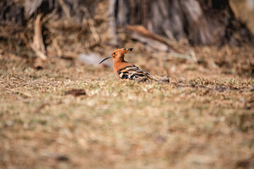 African Hoopoe in the Wild © Philip