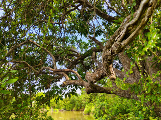 the view of the lake behind the trees that frames the blue cloudy sky as a background