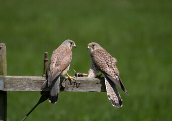 Kestrel, Falco tinnunculus,