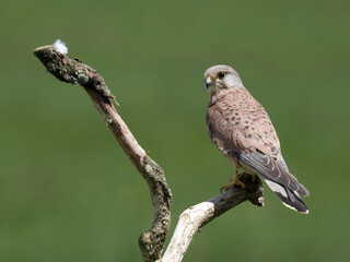 Kestrel, Falco tinnunculus,