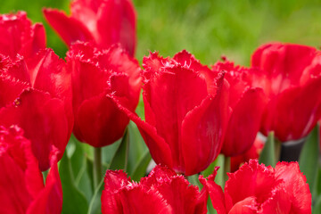 Beautiful colorful tulips in the garden.