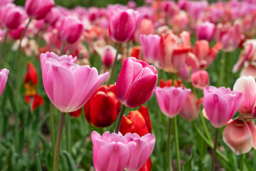 Beautiful colorful tulips in the garden.
