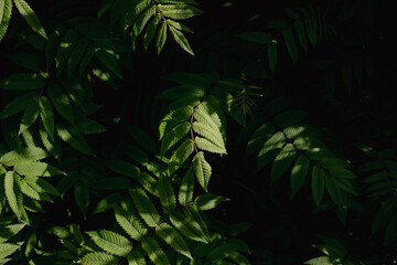 leaves on a dark natural background and sunlight