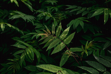 Close up of  leaves on a dark natural background