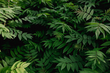 .leaves on a bush on a dark natural background