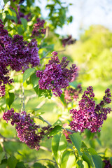blooming lilac in the garden
