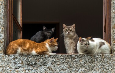 Chats domestiques sur un rebord de fenêtre en Aubrac à Saint-Urcize, Cantal, France