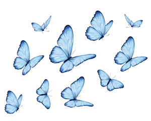 blue butterfly hand drawn design vector 