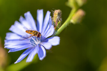 Close-up of a hoverfly (Syrphidae) sitting on a blossom of a common chicory (Cichorium intybus)