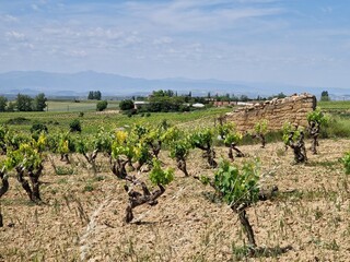 Old vines in a row in the Rioja vineyards in Rioja, Spain during springtime