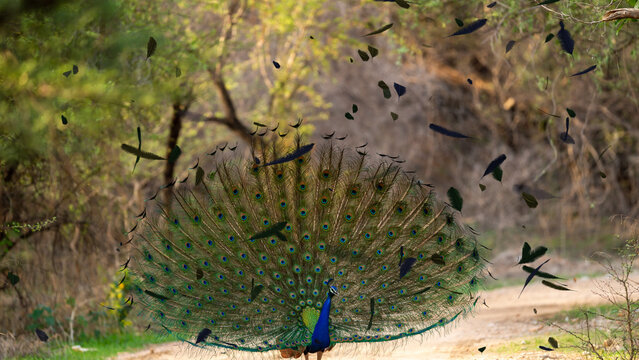 Feather Falling Loop Motion Overlay 4k 1:1 16:9 9:16