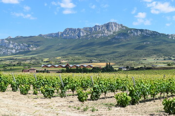 Old vines in a row in the Rioja vineyards in Rioja, Spain during springtime