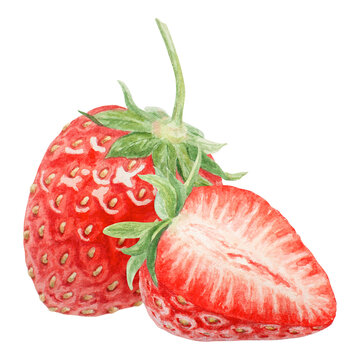 recommend clip art: Red strawberry half, slice hand drawn watercolor illustration. Delicious food art, fresh botanical realistic painting. Summer berry clipart for cafe menu, packaging of farm goods, vegan products
