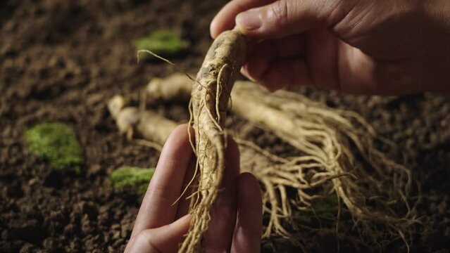 Hands of woman holding a ginseng root.traditional Chinese medicinal herb