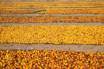 apricot drying, Arguvan, Malatya