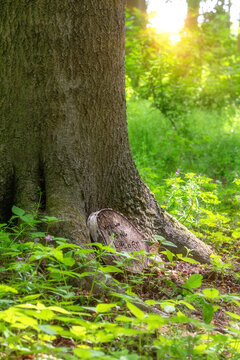 Waldfriedhof mit Gedenkschrift im Sonnenlicht