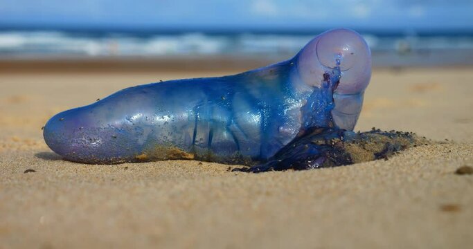 Physalia: false jellyfish but a real danger for swimmers and surfers.