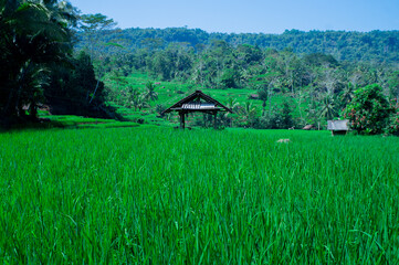a rice field and hut, gazebo