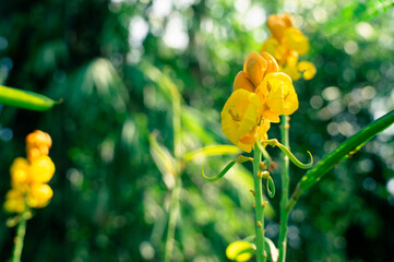 beautiful blooming yellow flowers with a blurry background