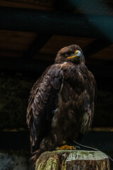Falcon Bird of Prey in Historic Hohenwerfen Castle Surrounded by Austrian Alpine Scenery