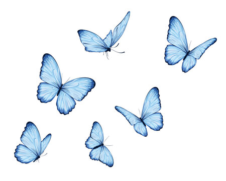 blue watercolor buterfly design and drawn