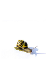 snail