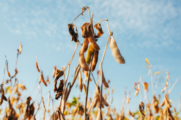 Ripe yellow soybean plants in a field close-up. Agricultural field with ripe soy against the blue...