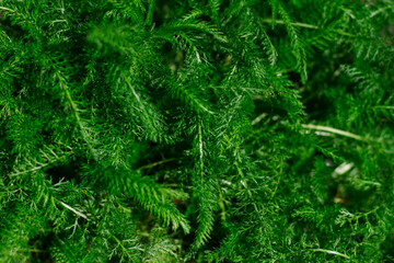 leaves, abstract green leaves texture, nature background