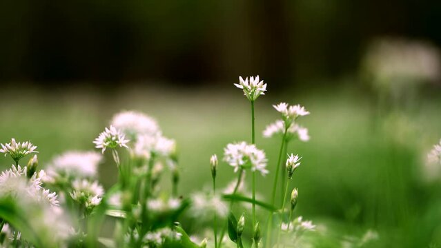 Slow moving shot of wild garlic in a woodland, with beautiful white flower buds