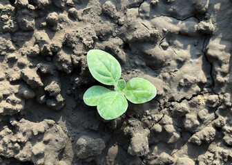 small tobacco sprout growing in the ground on a farm