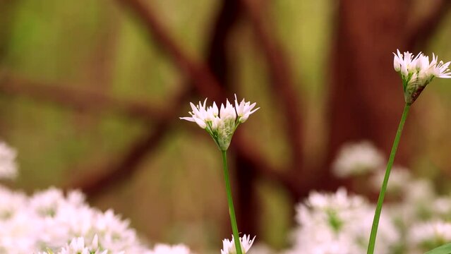 White buds of wild garlic in a woodland