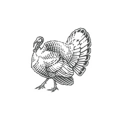 Turkey, farm domestic bird. Hand drawn engraving style vector illustration.	