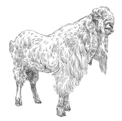 engraving hand drawn goat vector illustration