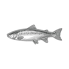 Wild salmon, fish. Hand drawn engraving style vector illustrations.	